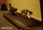 fitness-matters-in-the-feline-world-too.gif